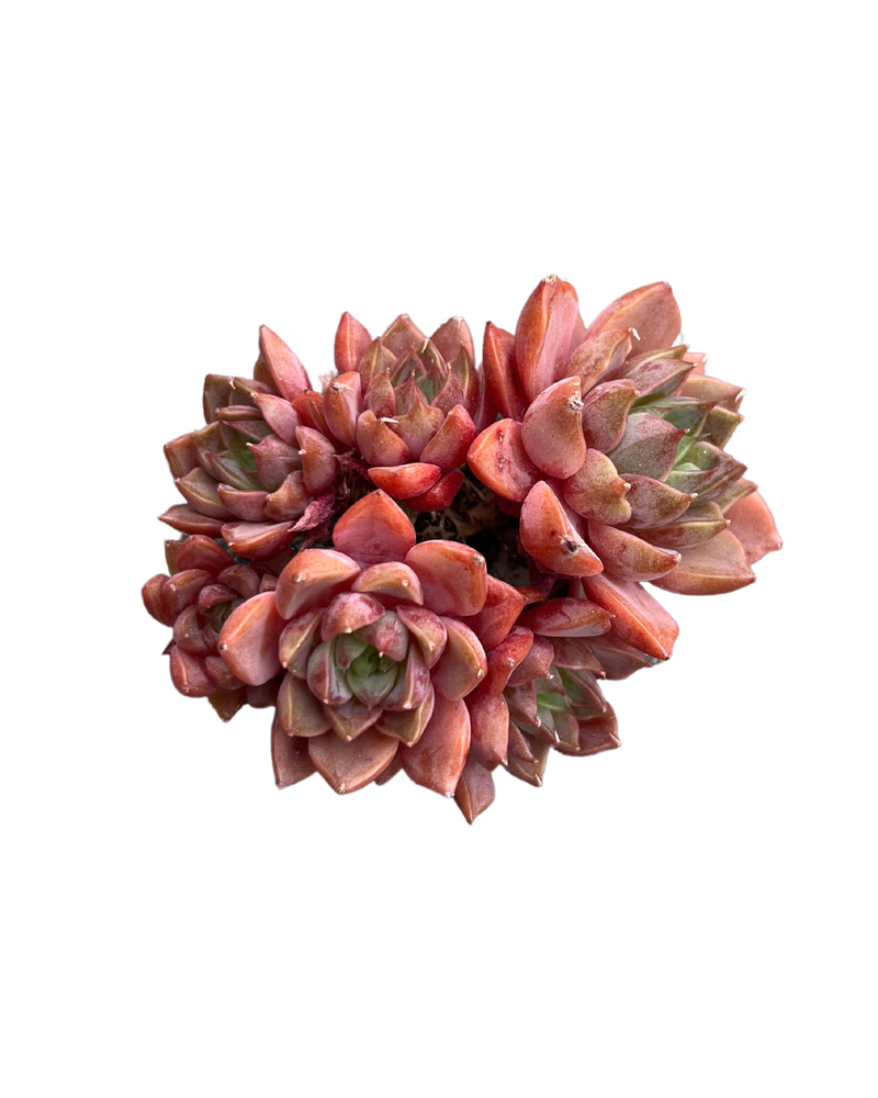 Echeveria Roman