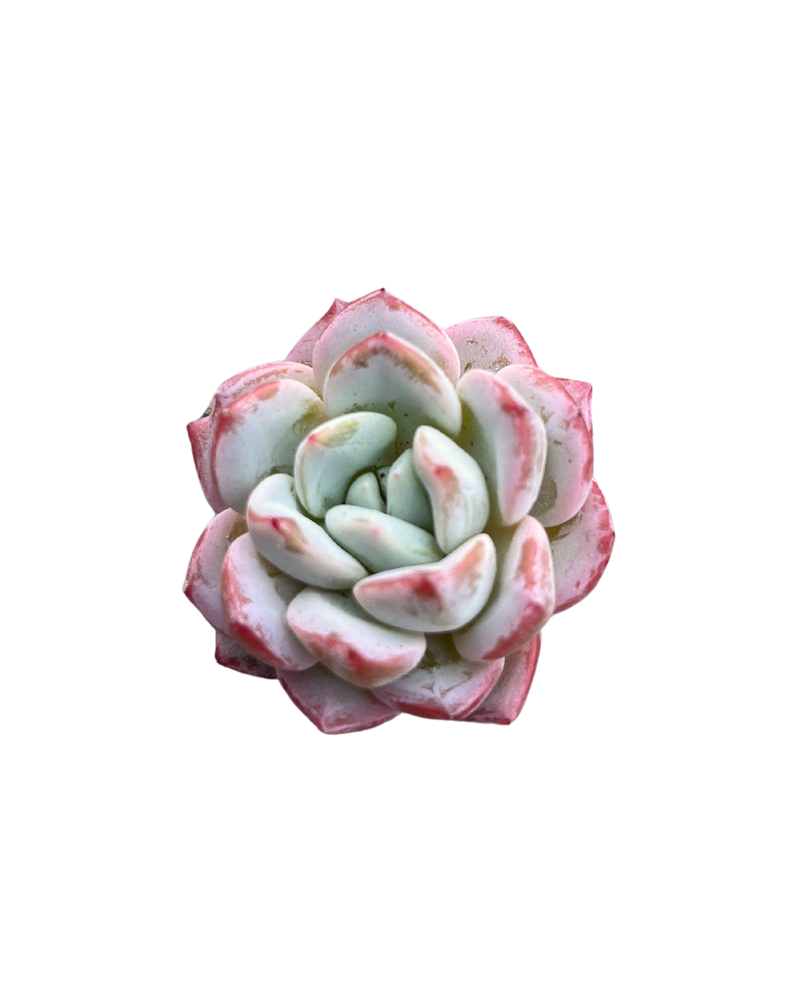 Echeveria Ti Amo