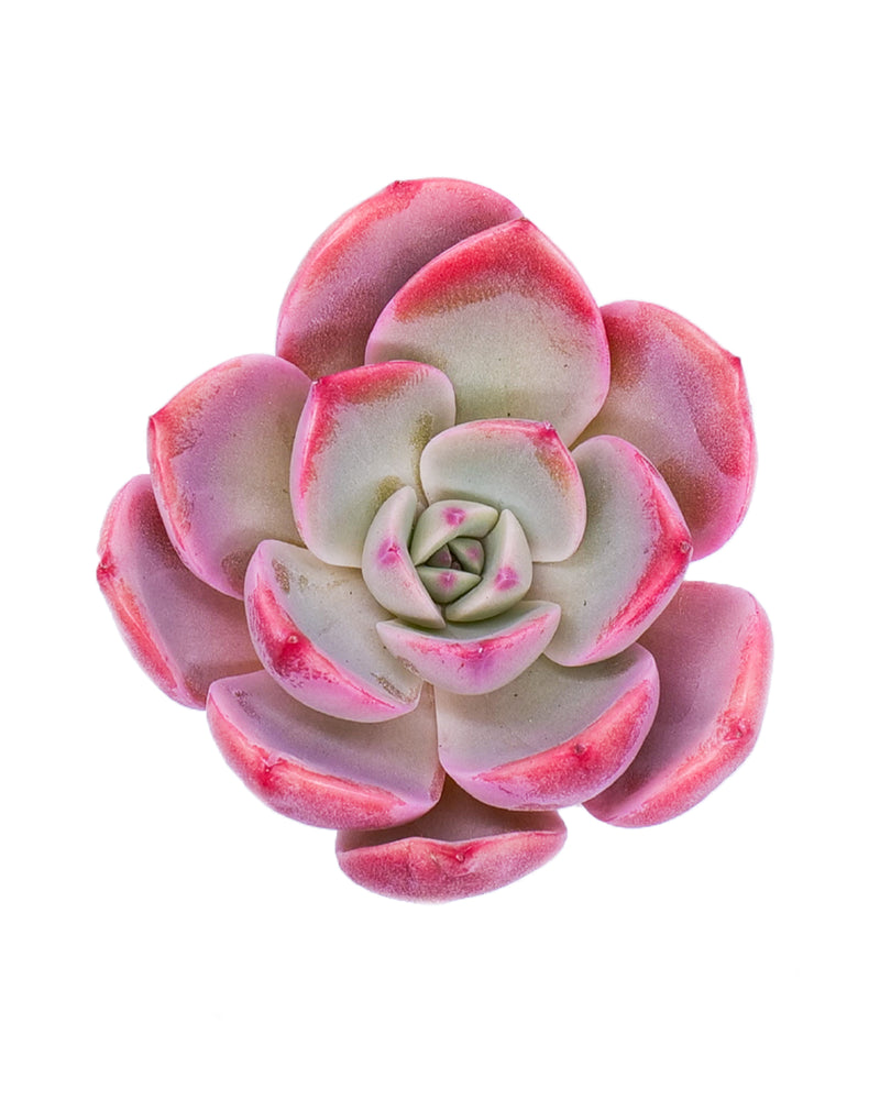Echeveria Tinkerbell