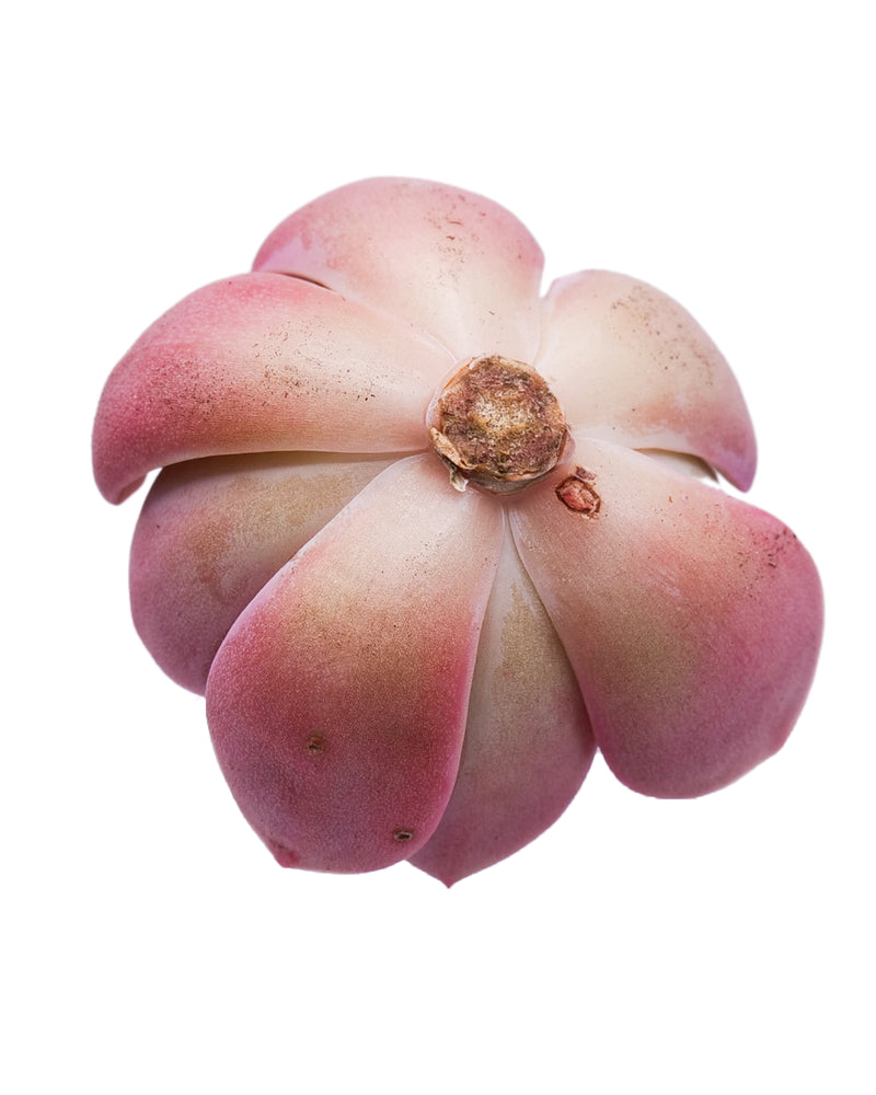 Echeveria Tinkerbell