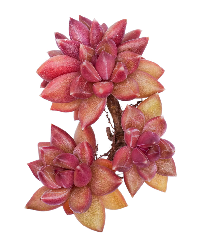 Echeveria Tivoli (cluster)