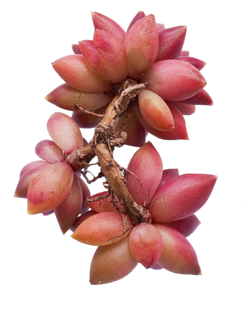 Echeveria Tivoli (cluster)