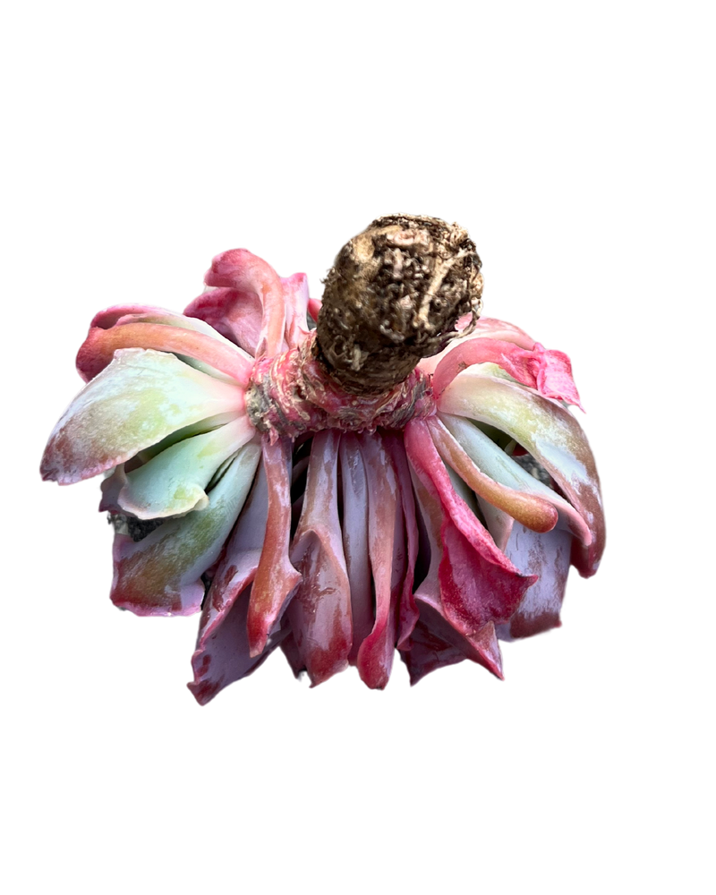 
                
                    Load image into Gallery viewer, Echeveria Trumpet Pinky
                
            