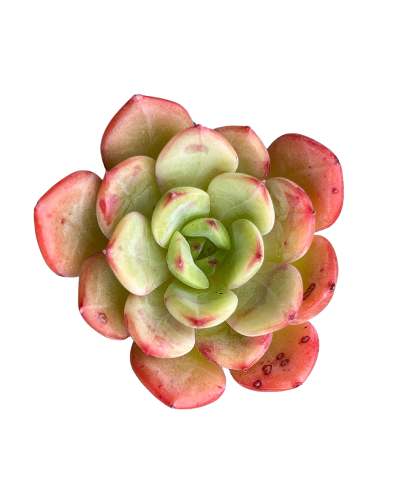 Echeveria Victory