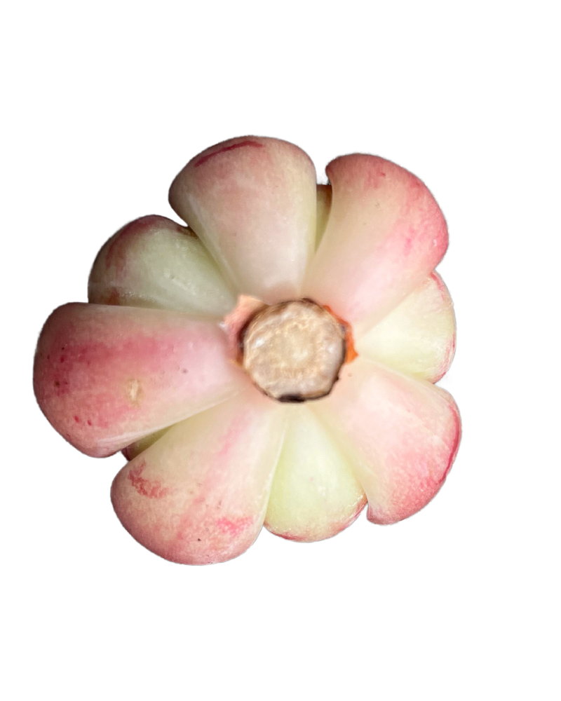 Echeveria Victory