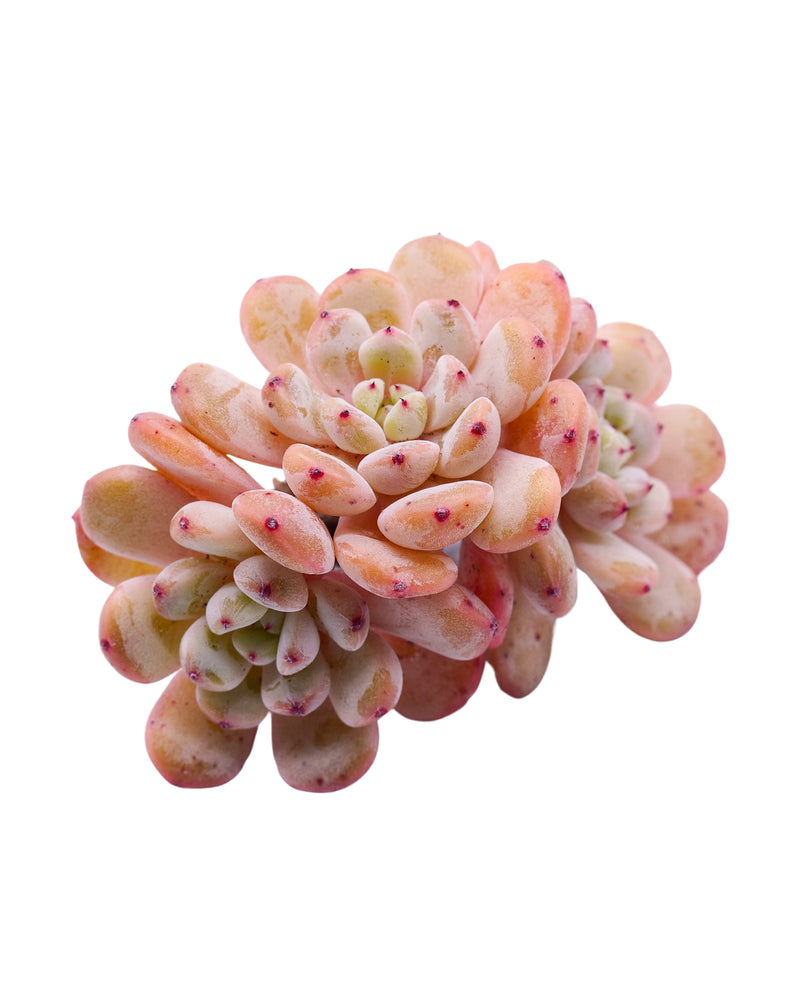 Echeveria Viyant