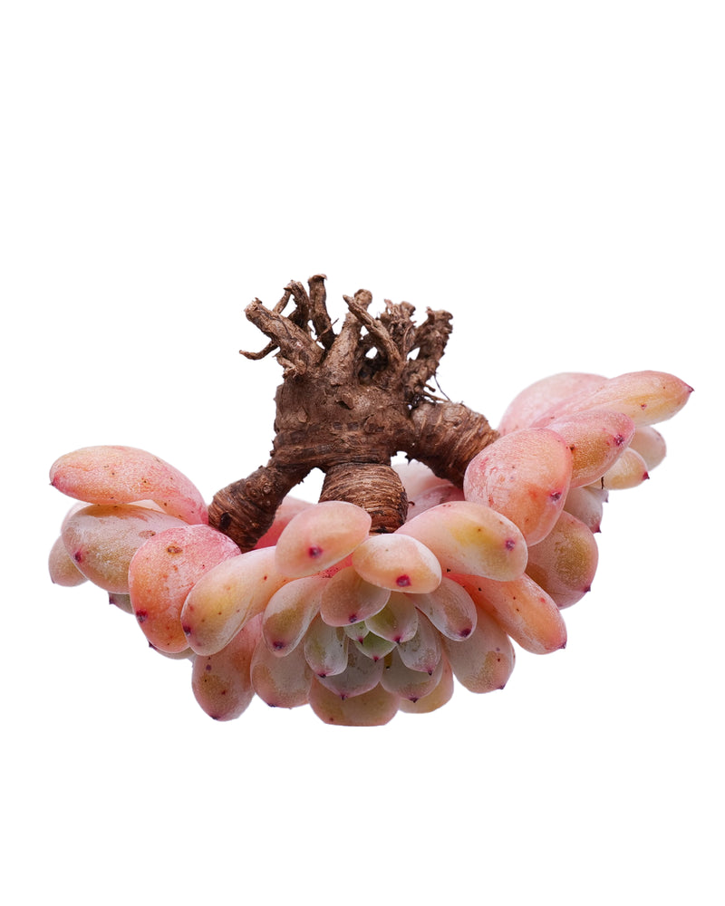 
                
                    Load image into Gallery viewer, Echeveria Viyant
                
            