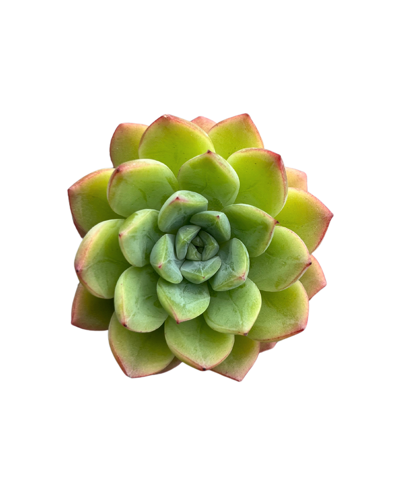 Echeveria Yellow Pin