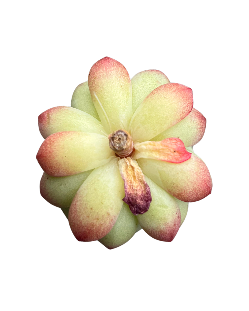 Echeveria Yellow Pin