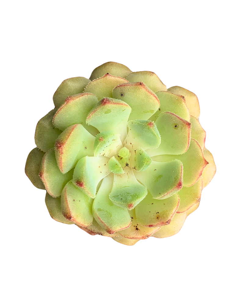 Echeveria Kircheriana