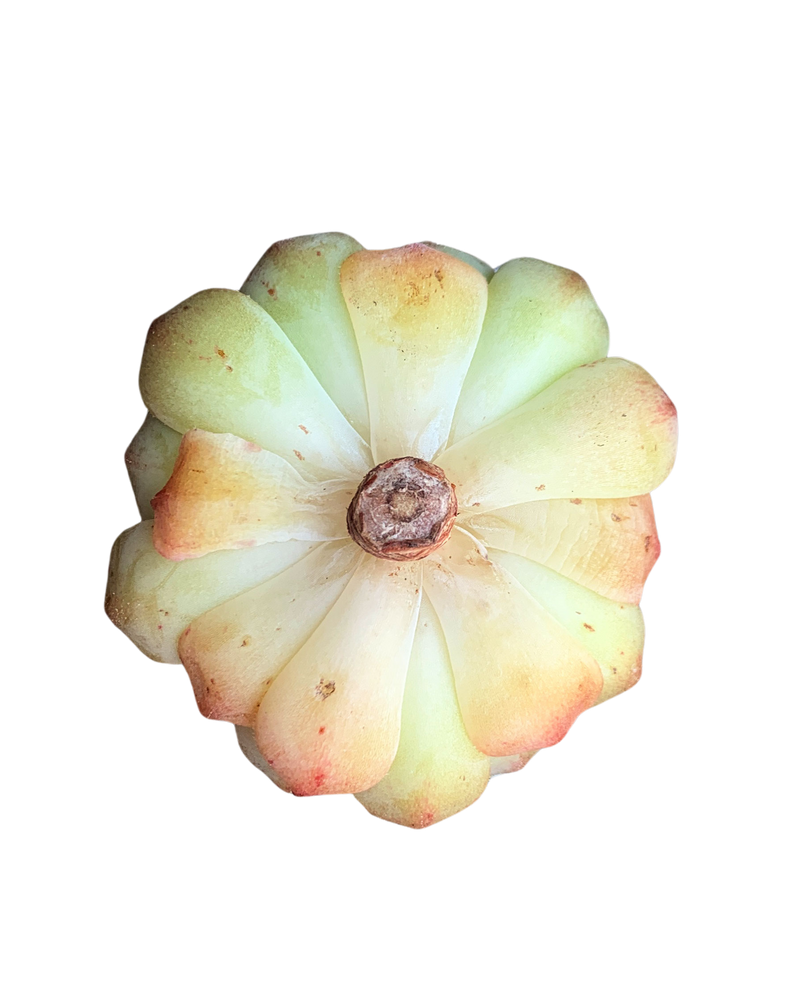 Echeveria Kircheriana