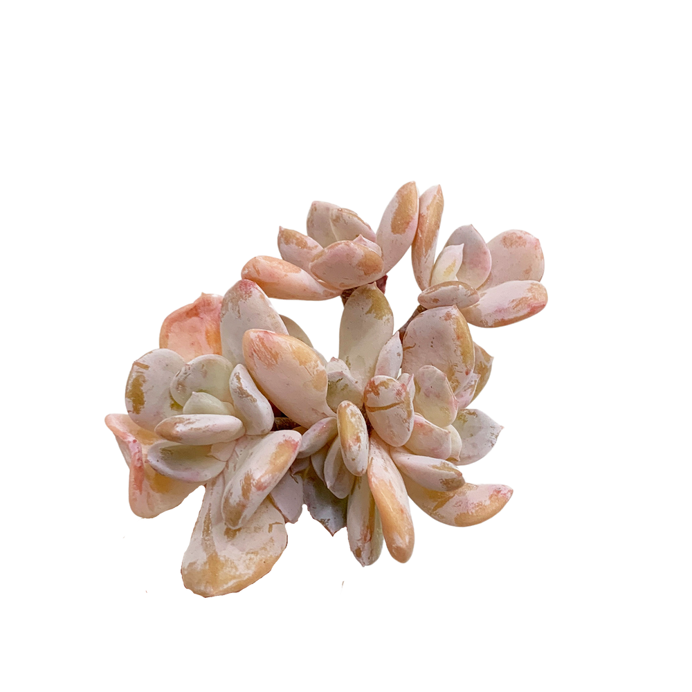Echeveria Exotic Toronto's 5-star Bestseller nursery store selected local & Korean rare succulents; houseplants, indoor plants, selected handmade planters with a drainage hole, pots, bonsai pots, produced by ourselves, wholesale. Handmade/Glazed/Table Decor/Indoor Decor/Tabletop Planter