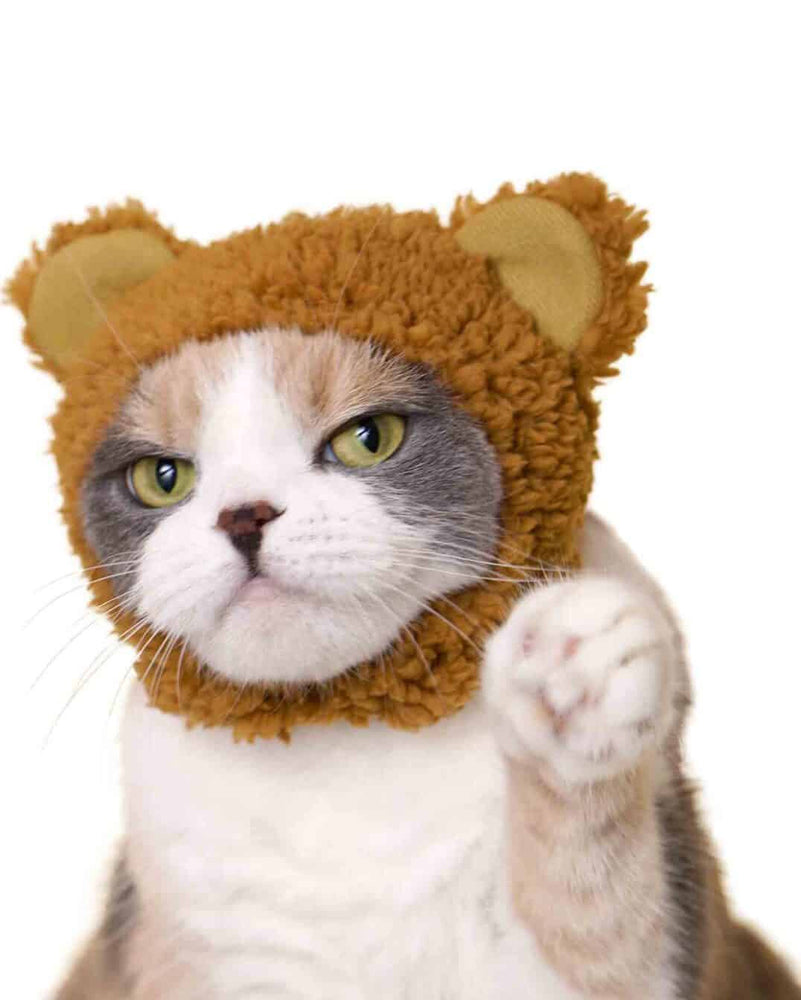 
                
                    Load image into Gallery viewer, Blind Box - Bear Cat Cap
                
            