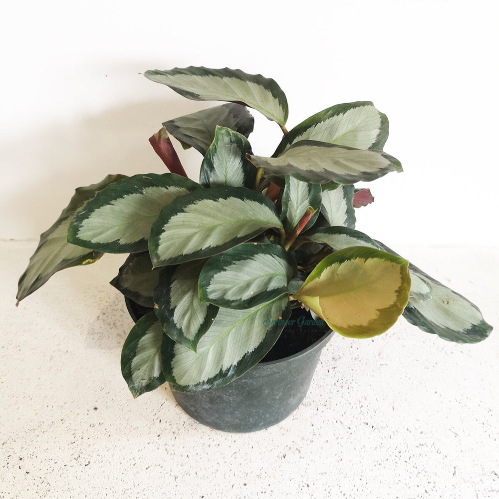 Calathea Corona