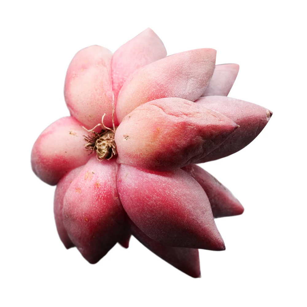 Echeveria Tremolo