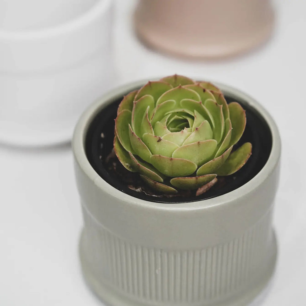 Three Coloured Column Pots