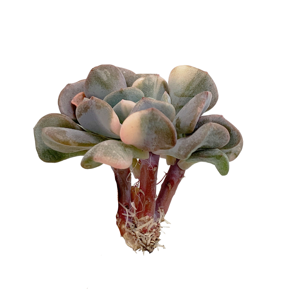 Echeveria Cubic Frost Var.
