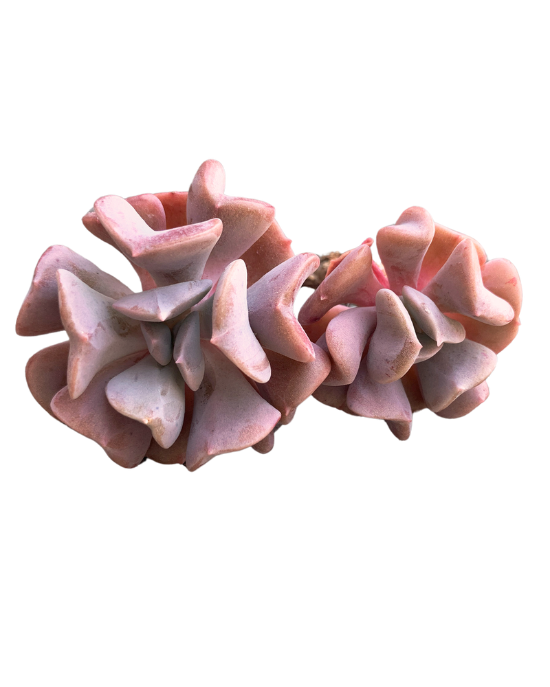 Echeveria Pulvinata Frosty