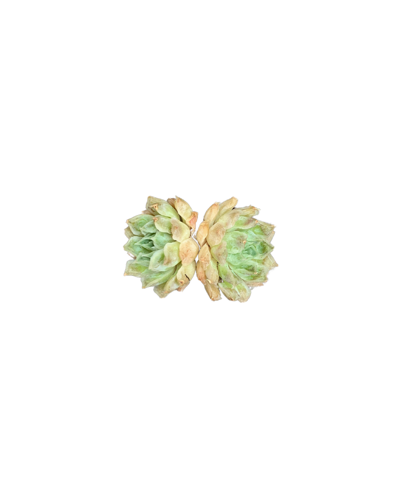 Echeveria Sp Gilo (Two-Head)
