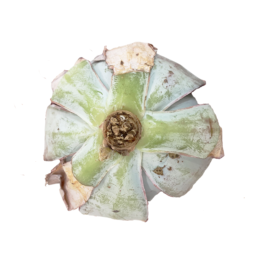 
                
                    Load image into Gallery viewer, Echeveria Cante Glass &amp;amp; Mendoza-Garcia
                
            
