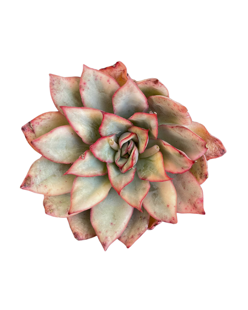 Echeveria Moon Goddess Var.