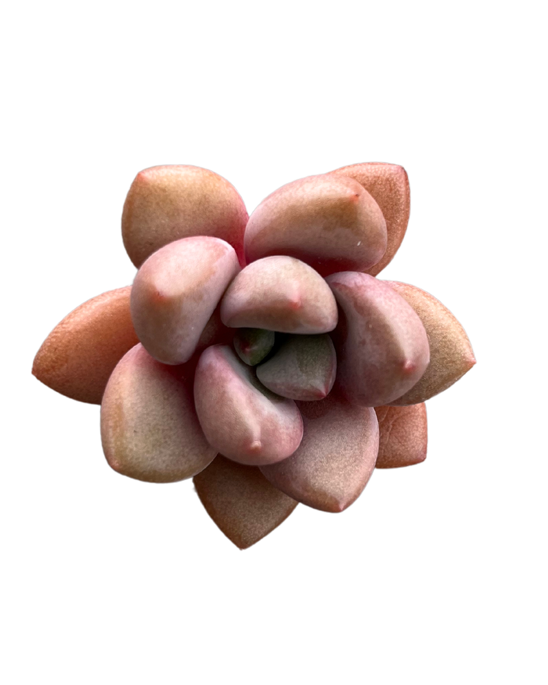 
                
                    Load image into Gallery viewer, Graptoveria Migum
                
            