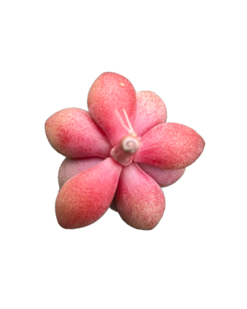 
                
                    Load image into Gallery viewer, Graptoveria Migum
                
            