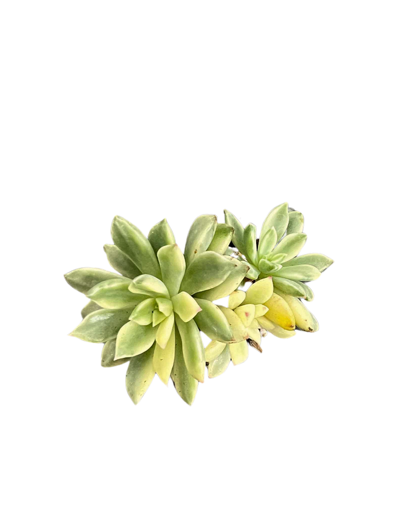 Echeveria Green Emerald Var.