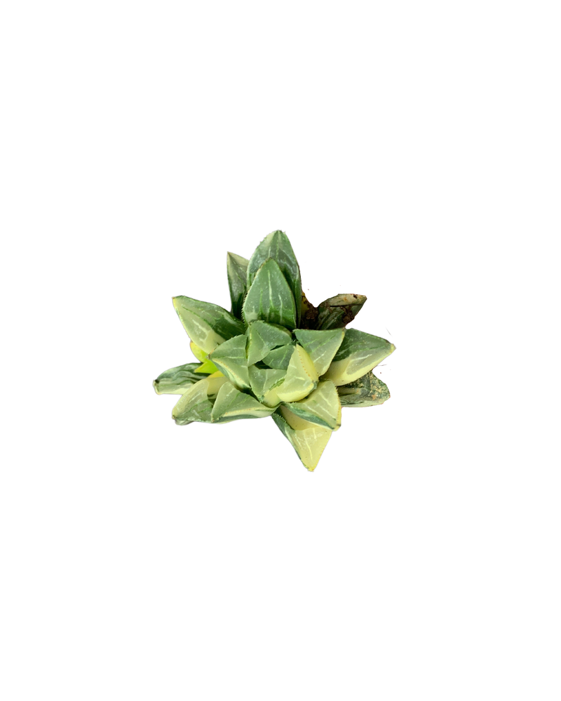 Haworthia Heidelbergensis Var.
