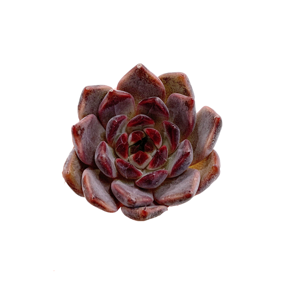 Echeveria Hongki