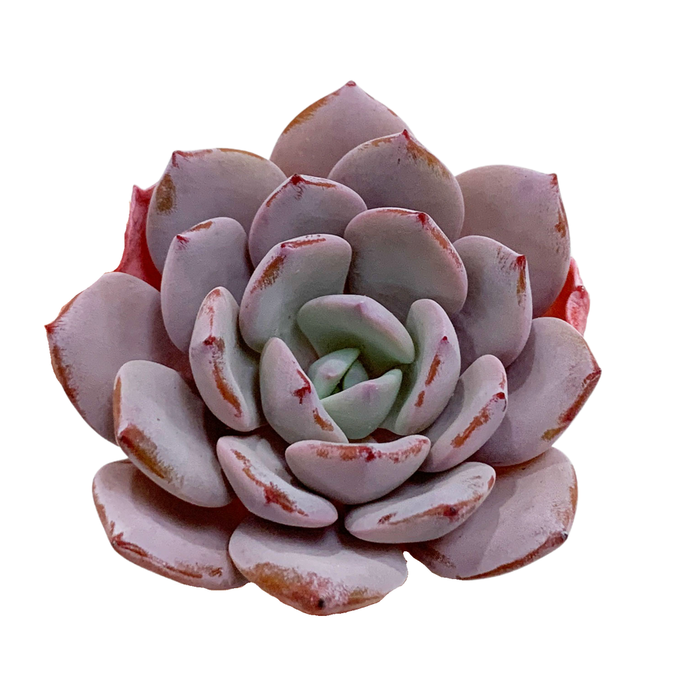 Echeveria Ice Purple
