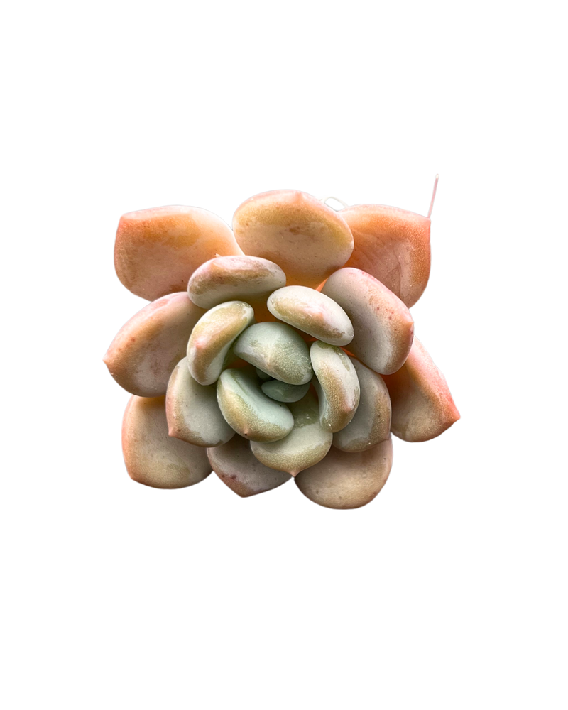 Echeveria Ice Cream