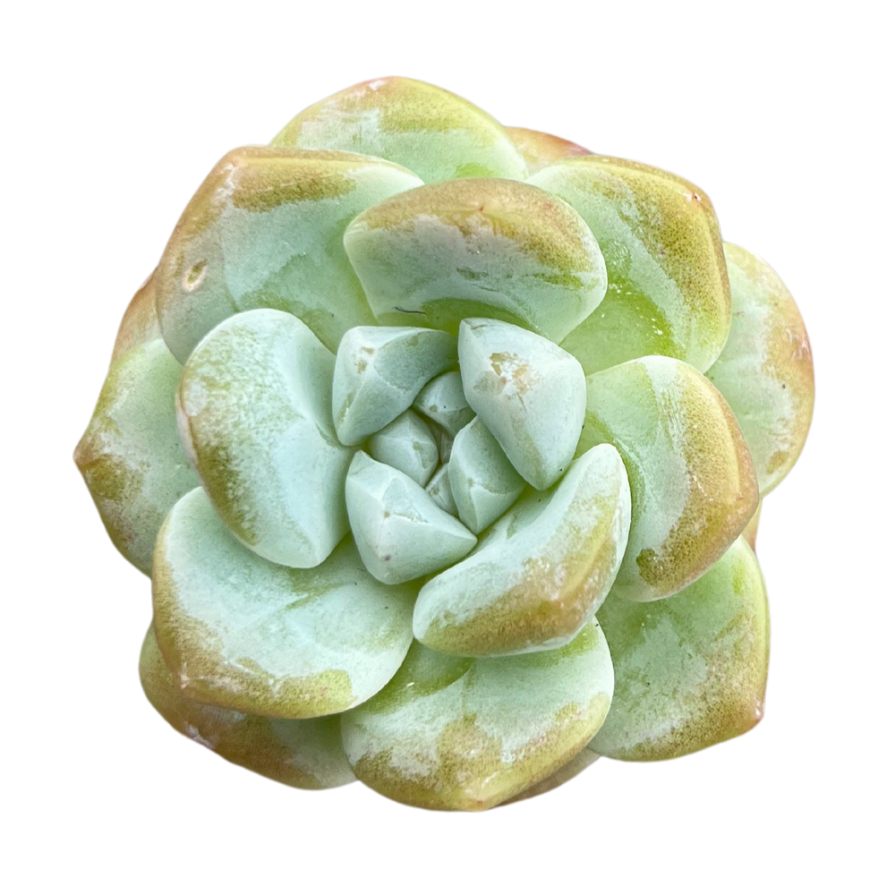 Echeveria Ice Green