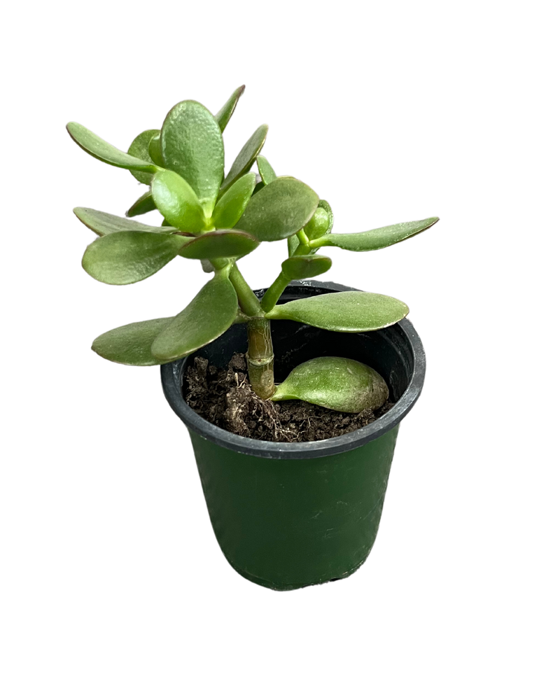 
                
                    Load image into Gallery viewer, Jade Plant/Ogre/Shrek Ears
                
            