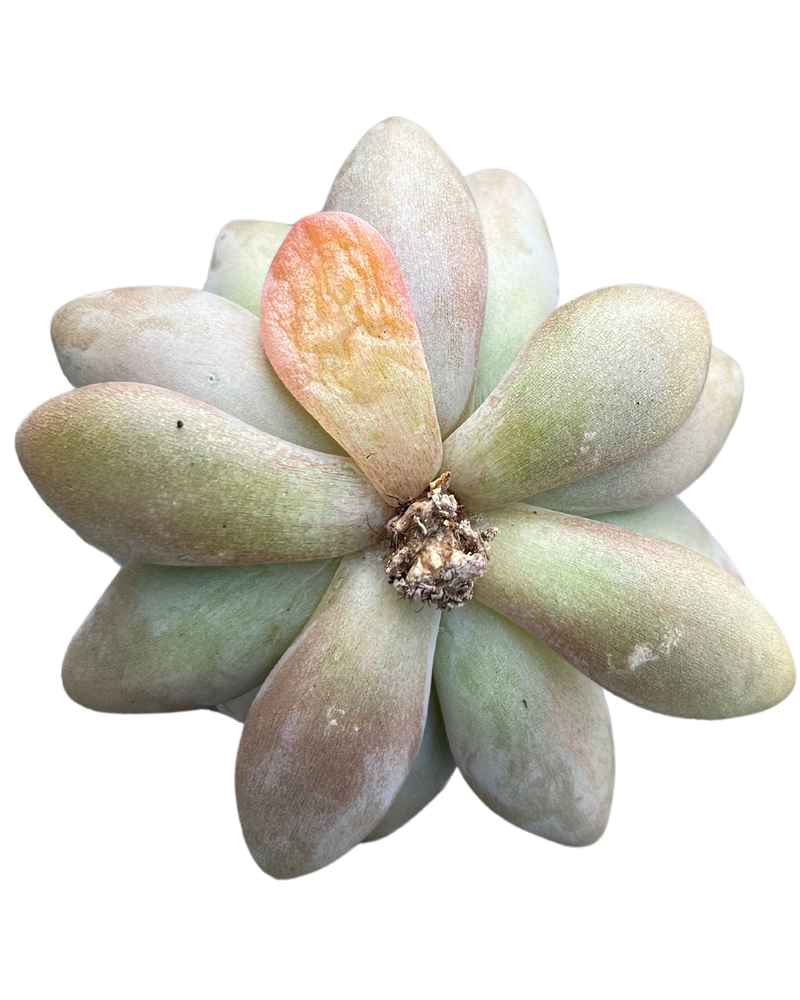 Echeveria Jinjoohee