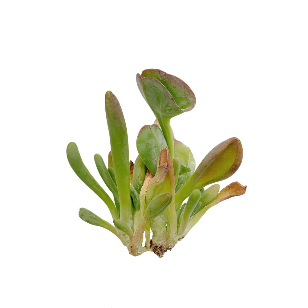 
                
                    Load image into Gallery viewer, Kalanchoe Thyrsiflora
                
            