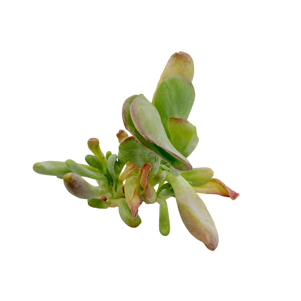 Kalanchoe Thyrsiflora