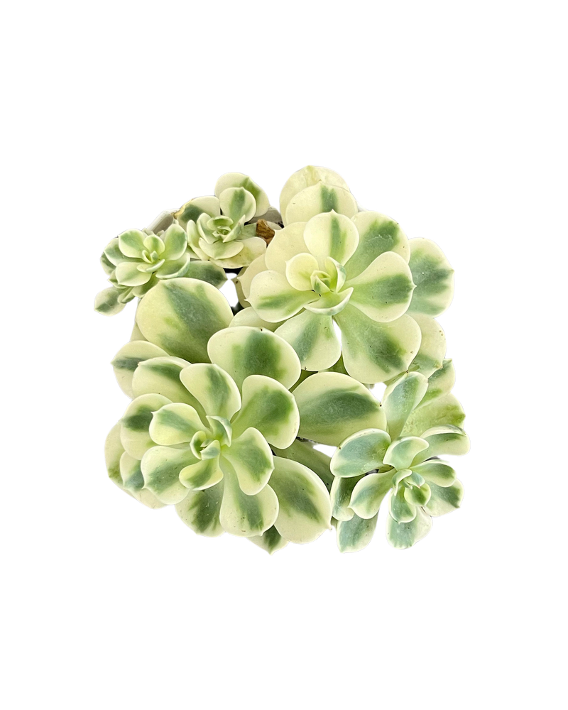 Echeveria Lenore Dean Var. Cluster