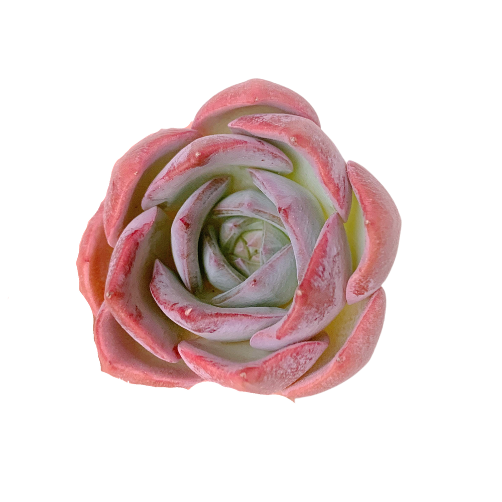 Echeveria Pink Lipstick