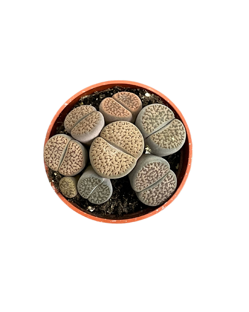 Assorted Lithops
