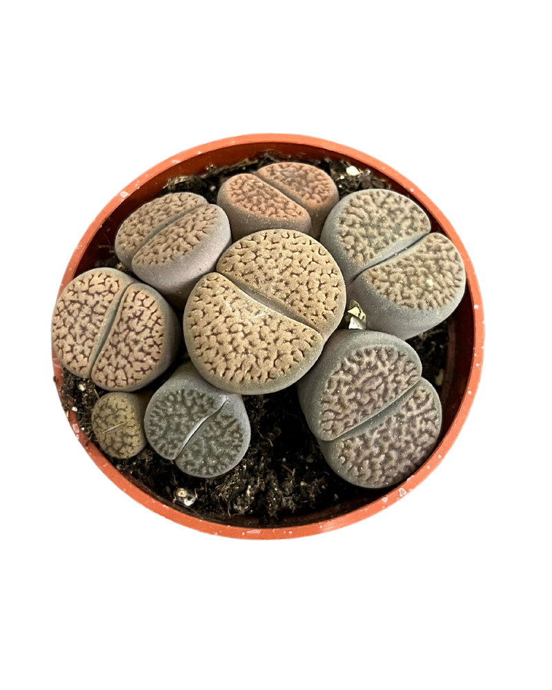 Assorted Lithops
