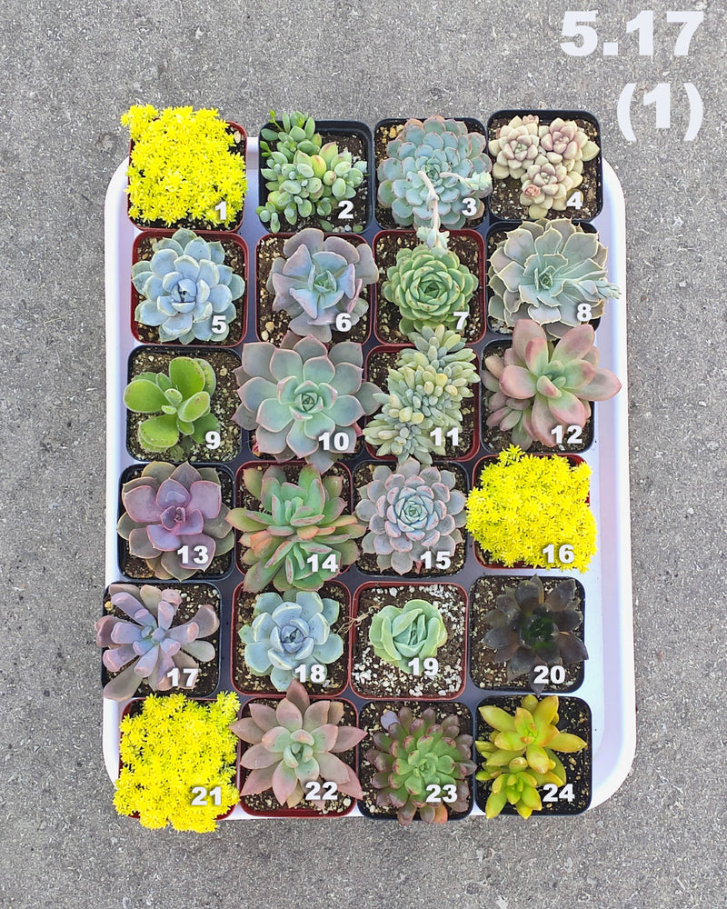 5.17 (1)(2)(3)(4) Local Succulents Premium One-of-Kind