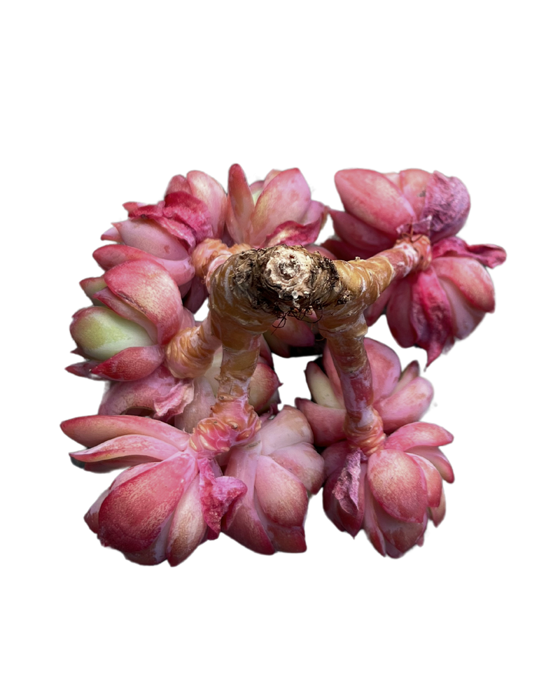 Echeveria Luella