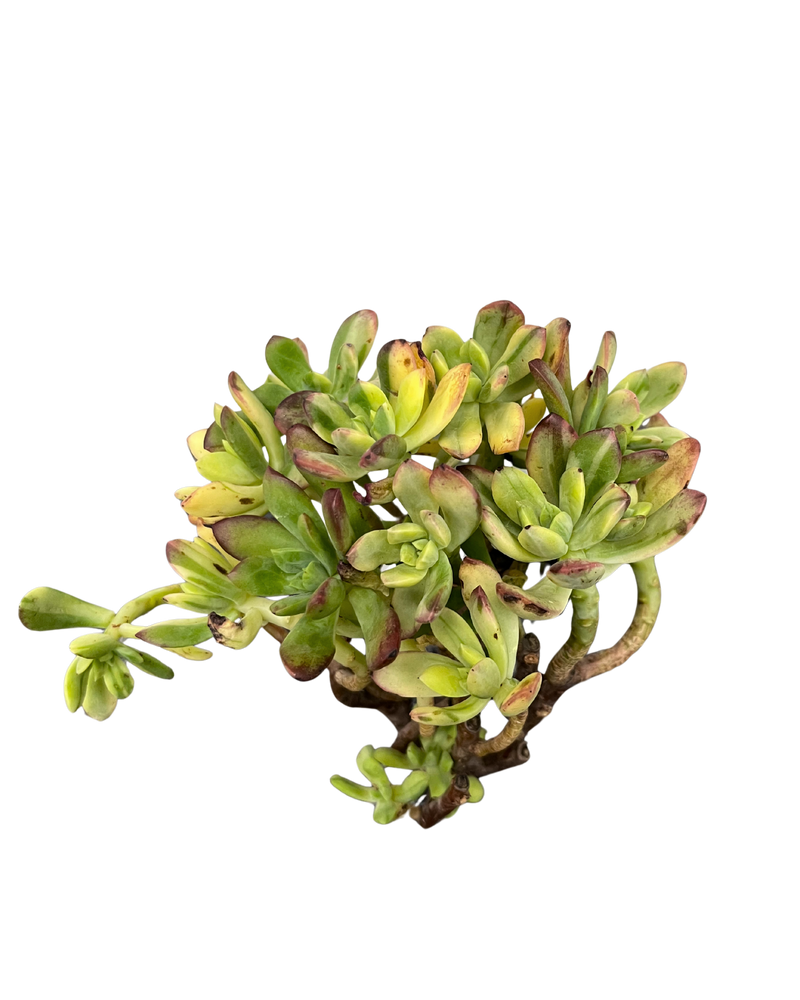 Echeveria Minibelle Variegated