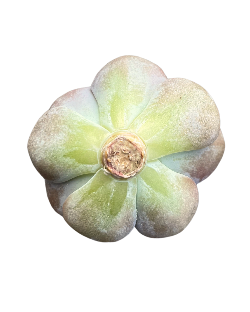 Pachyphytum Miss Jin