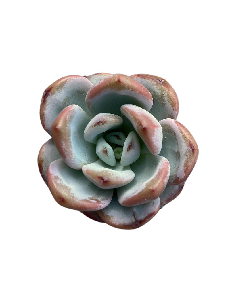 Pachyphytum Miss Jin