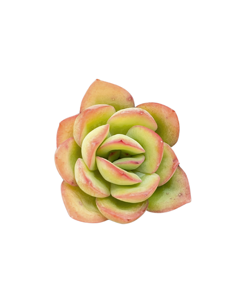 Echeveria Morning Dew