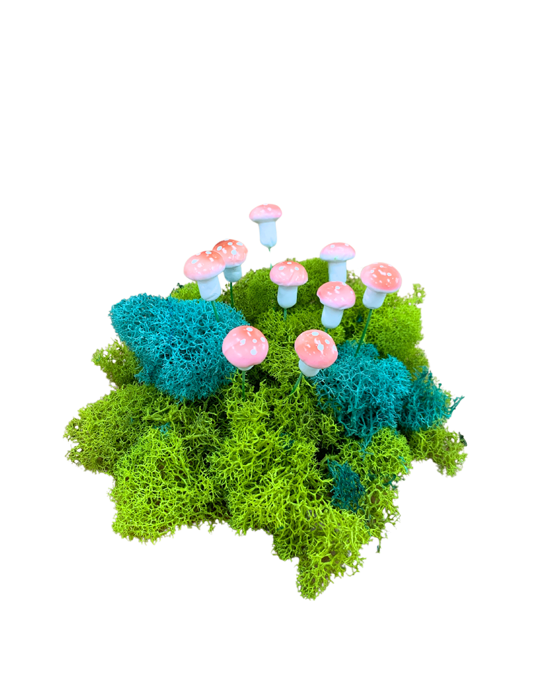 Micro Succulent Decoration