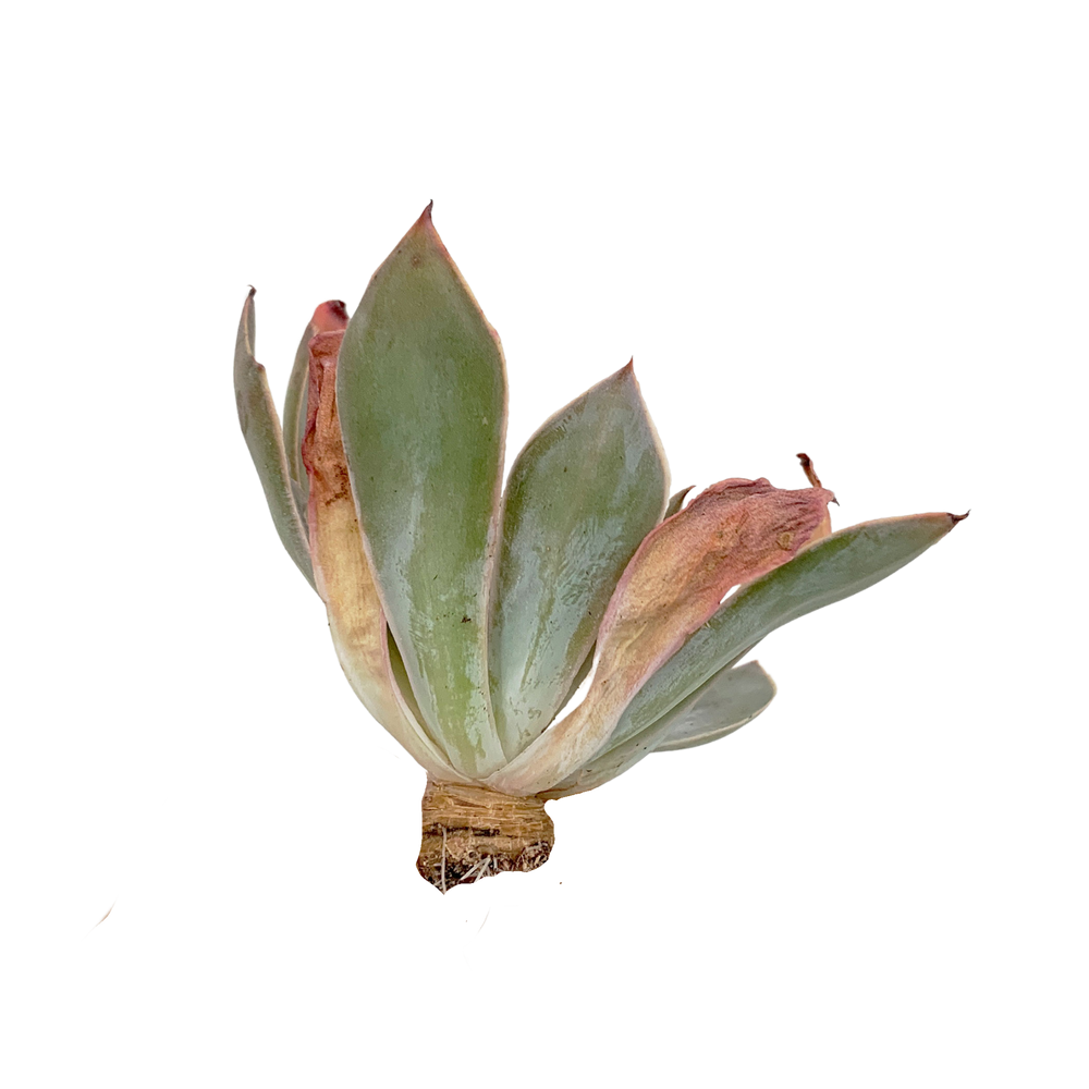 Echeveria Nebula