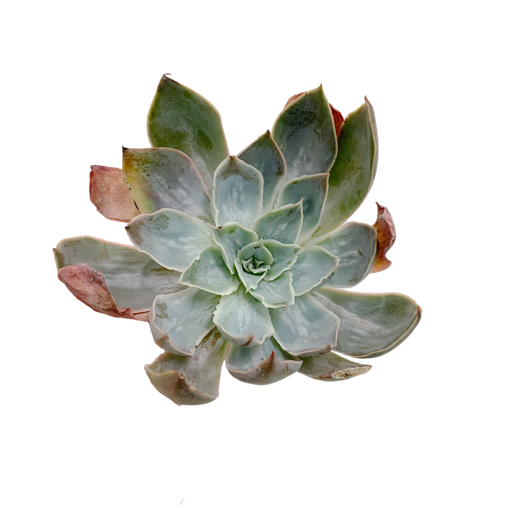 Echeveria Nebula